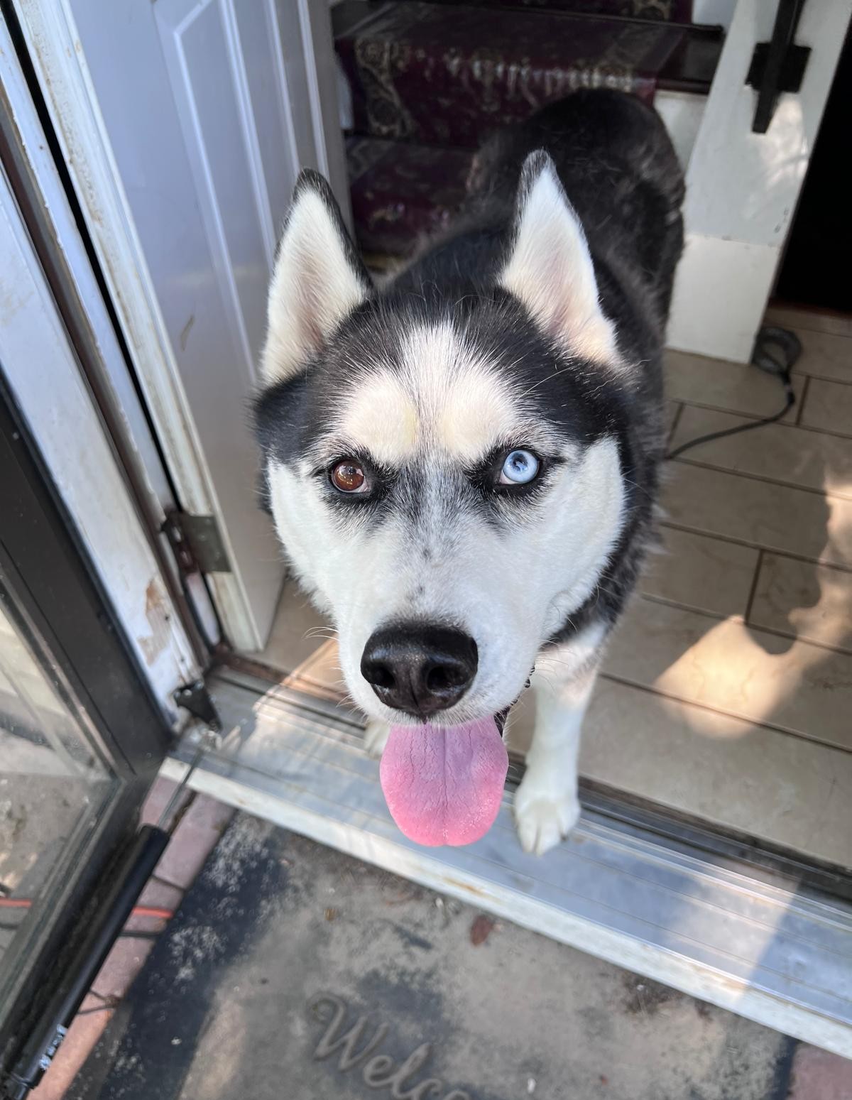 Oreo